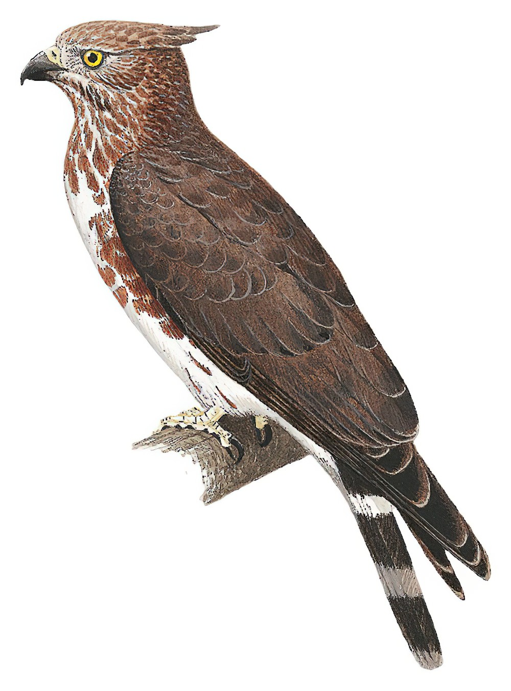Madagascar Cuckoo-Hawk / Aviceda madagascariensis