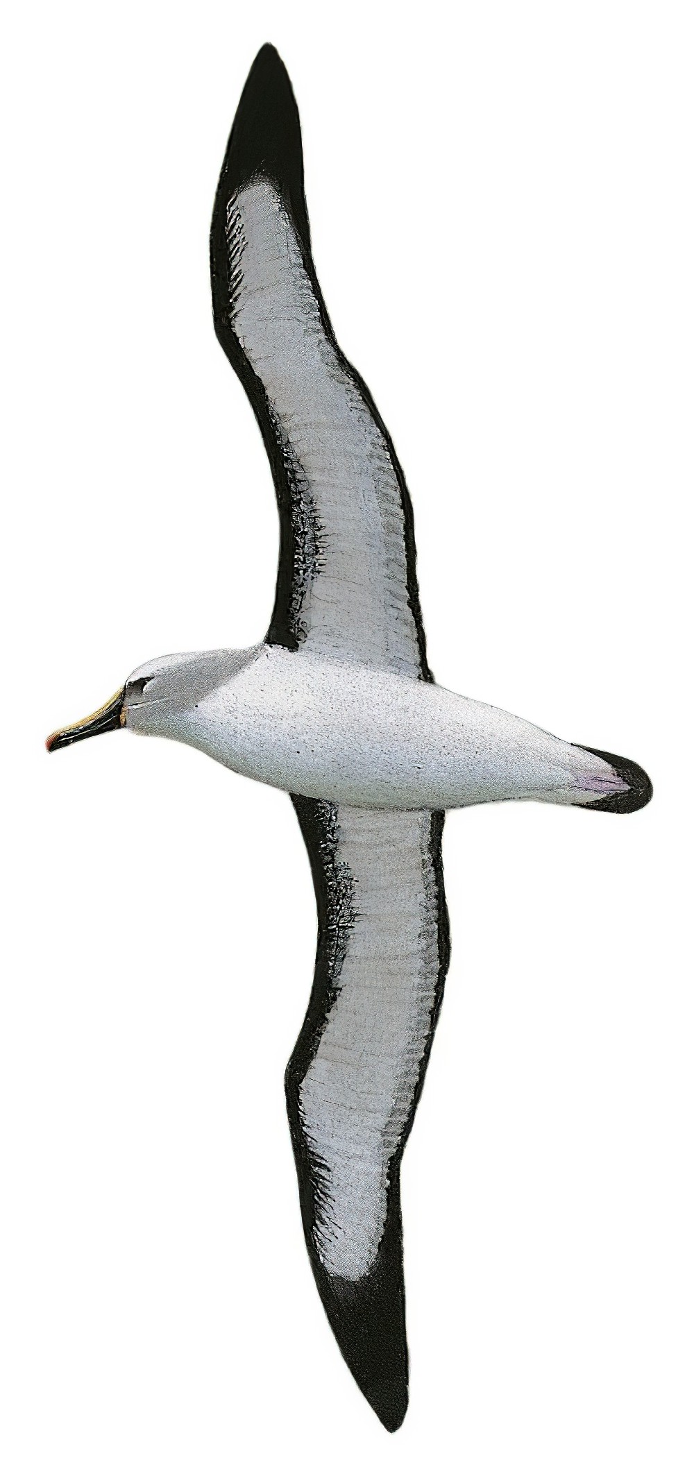 Yellow-nosed Albatross / Thalassarche chlororhynchos