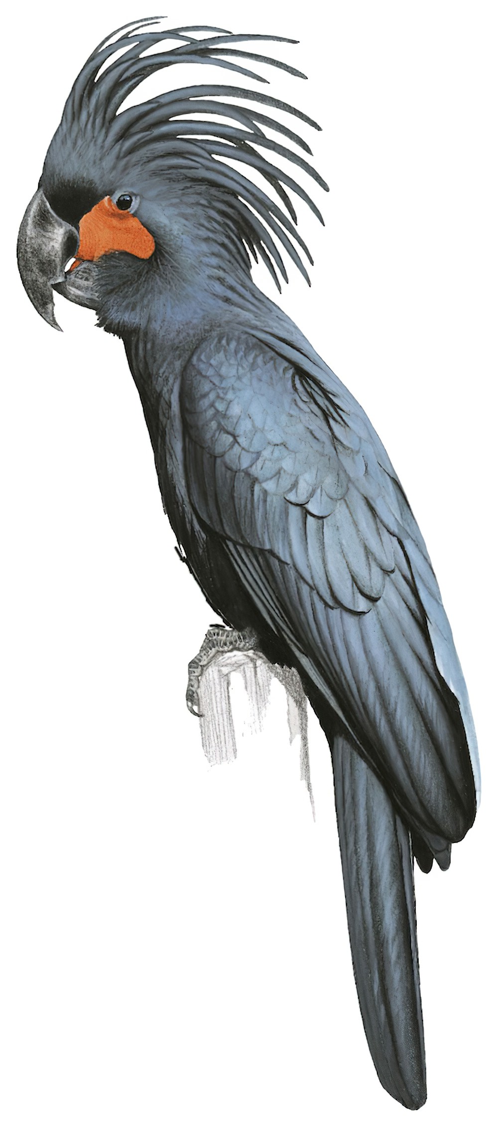 Palm Cockatoo / Probosciger aterrimus