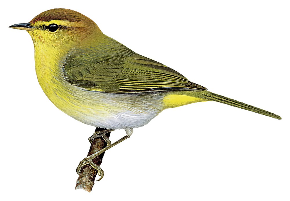 Yellow-throated Woodland-Warbler / Phylloscopus ruficapilla