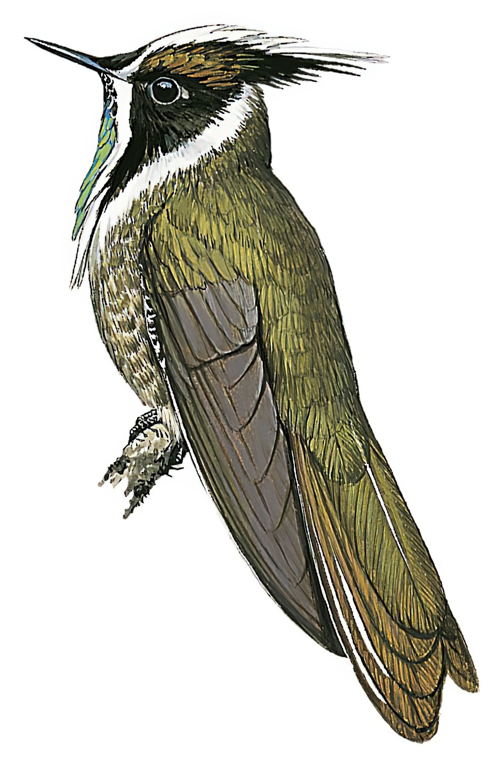 Green-bearded Helmetcrest / Oxypogon guerinii
