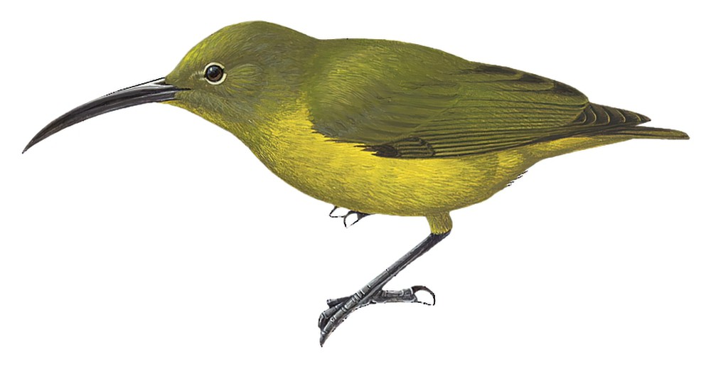 Yellow-bellied Longbill / Toxorhamphus novaeguineae
