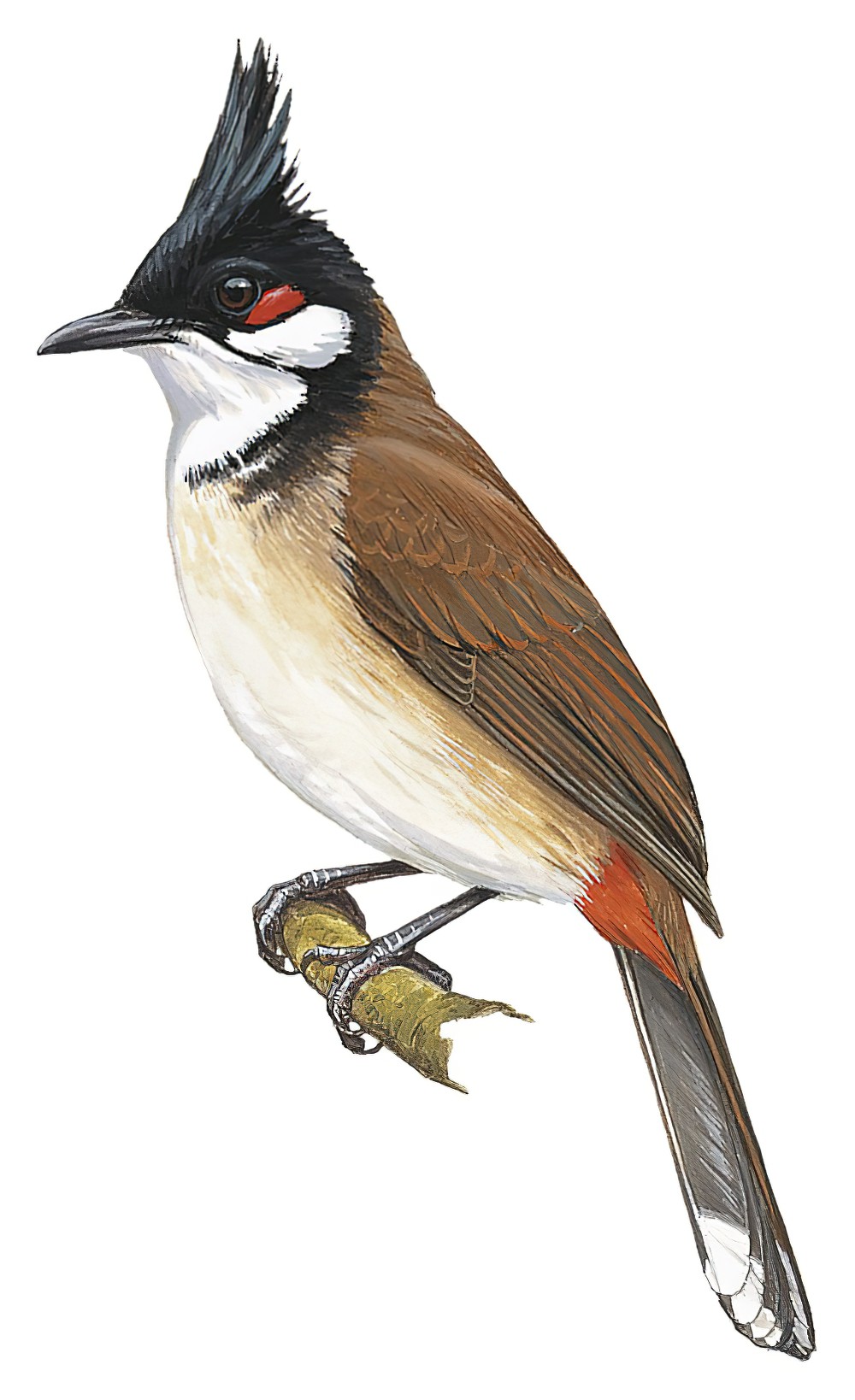 Red-whiskered Bulbul / Pycnonotus jocosus