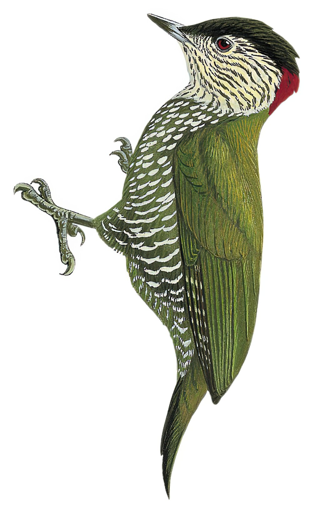 Buff-spotted Woodpecker / Campethera nivosa