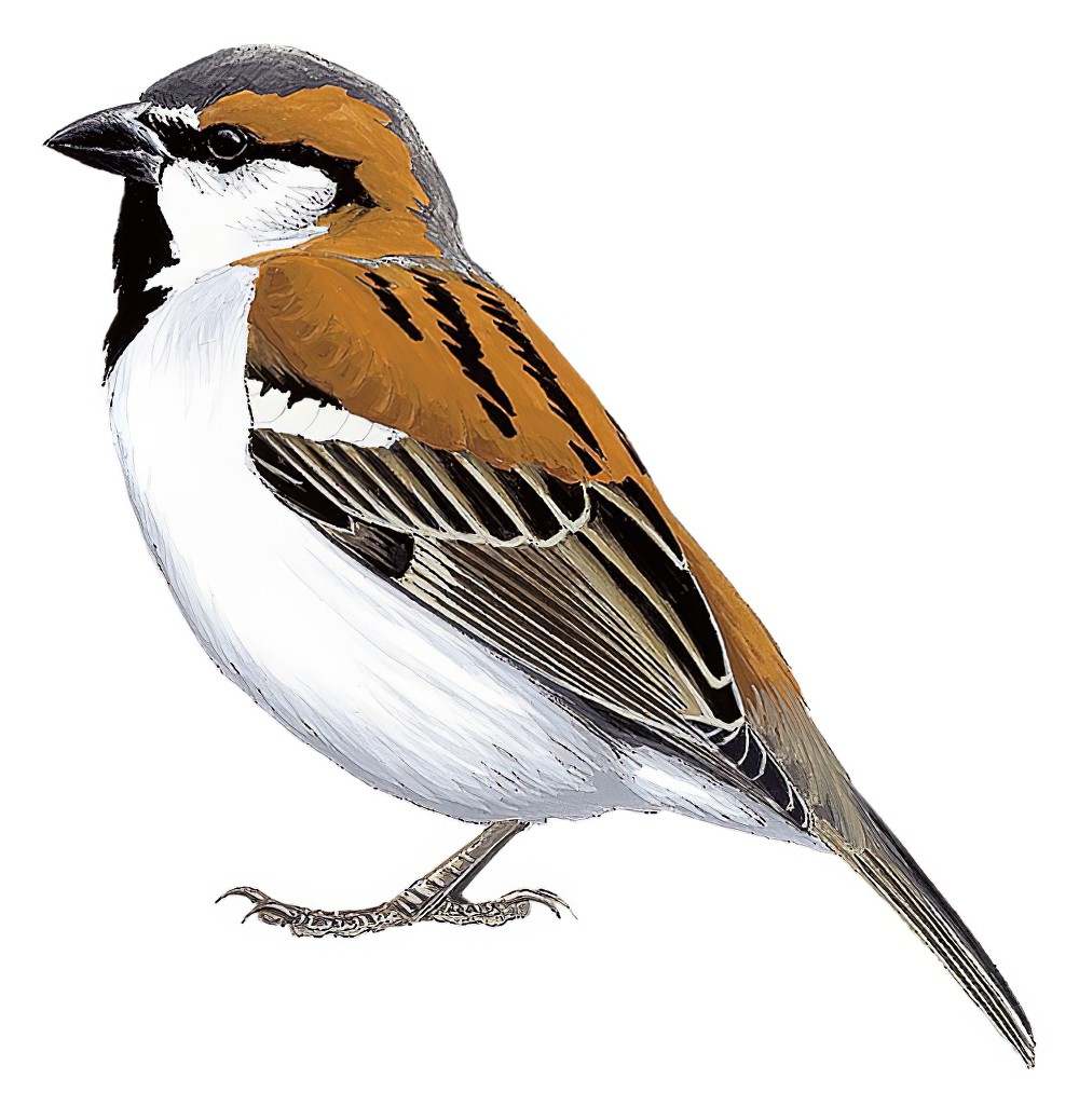 Kordofan Rufous Sparrow / Passer cordofanicus