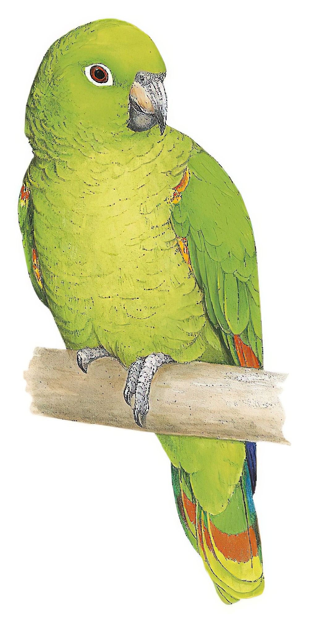 Scaly-naped Parrot / Amazona mercenarius