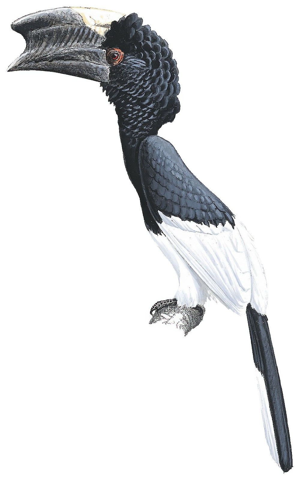 Black-and-white-casqued Hornbill / Bycanistes subcylindricus