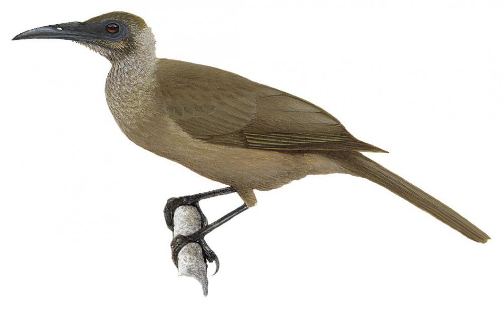 Tanimbar Friarbird / Philemon plumigenis