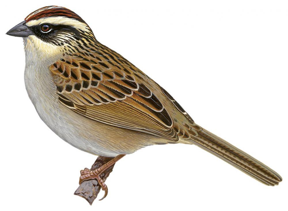 Striped Sparrow / Oriturus superciliosus