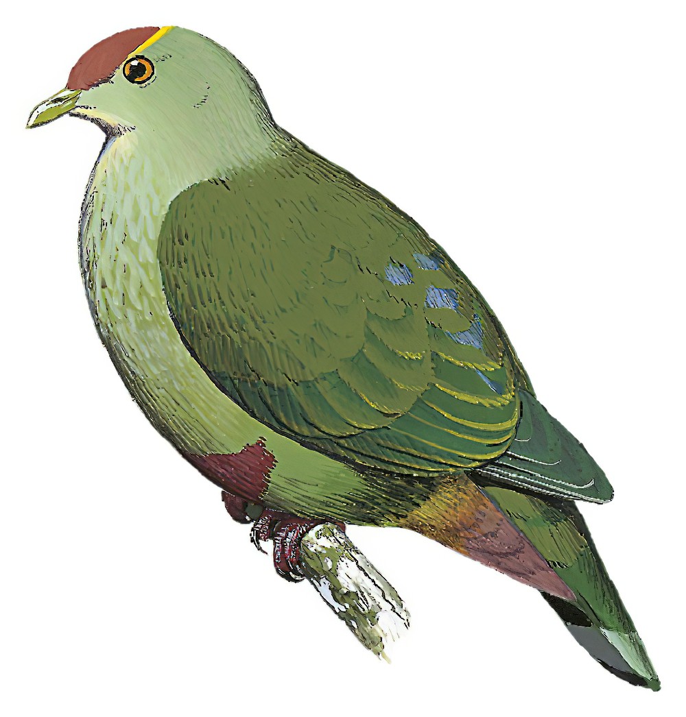 Red-bellied Fruit-Dove / Ptilinopus greyi