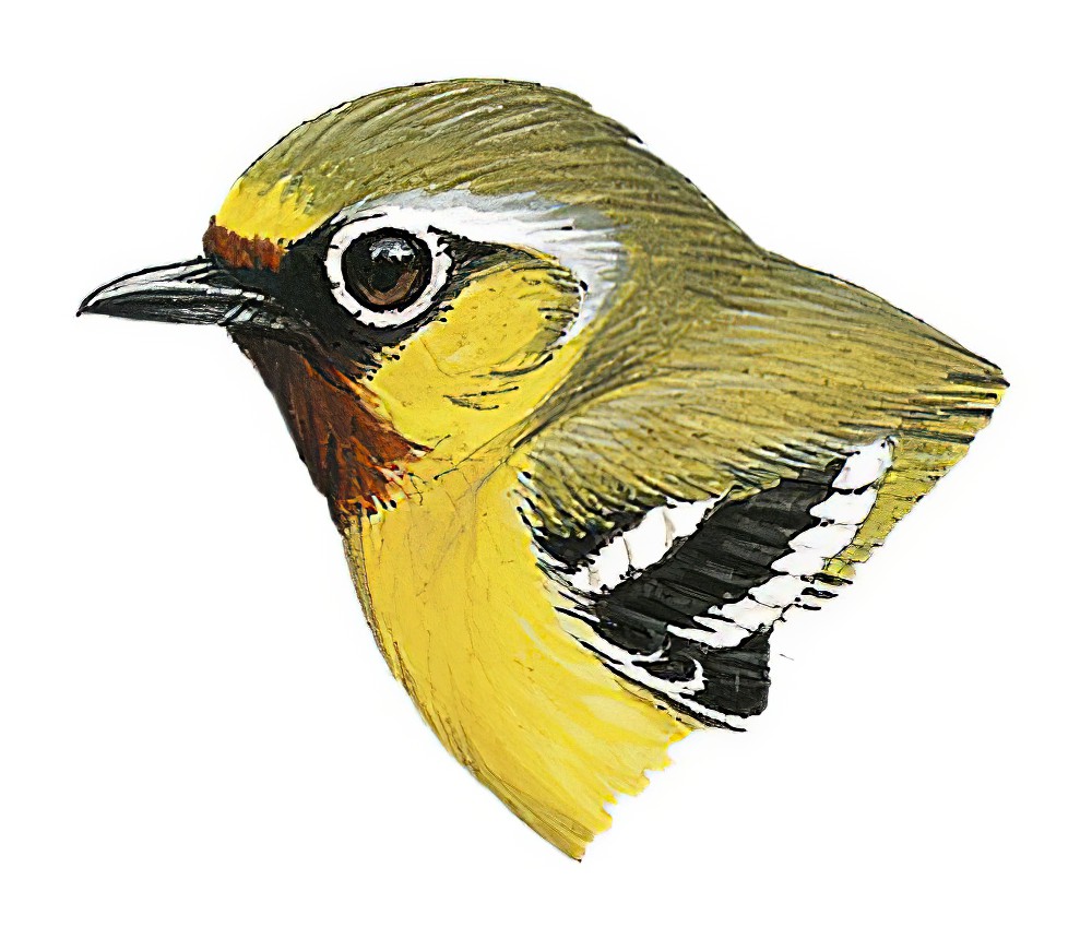 Clicking Shrike-Babbler / Pteruthius intermedius