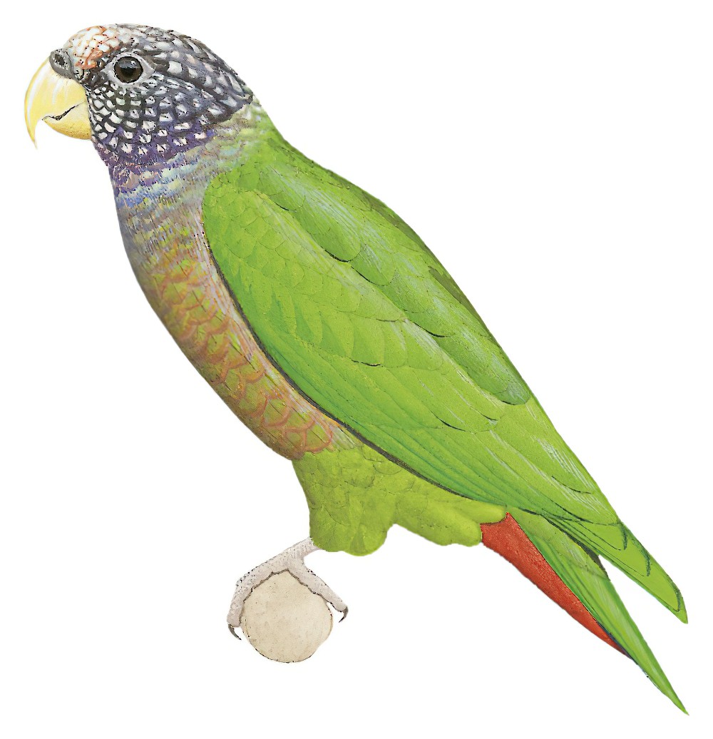 Speckle-faced Parrot / Pionus tumultuosus
