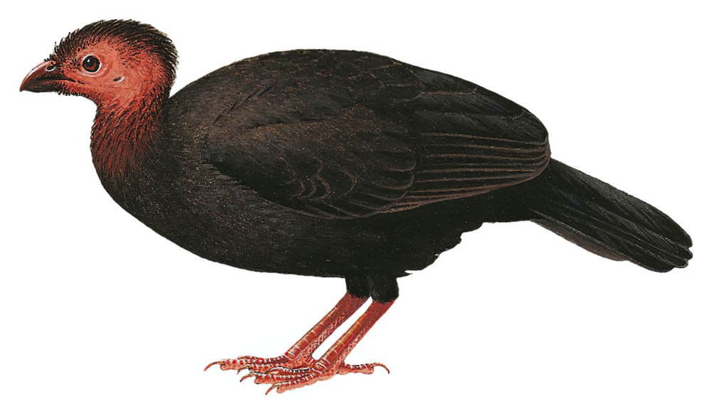 Red-legged Brushturkey / Talegalla jobiensis