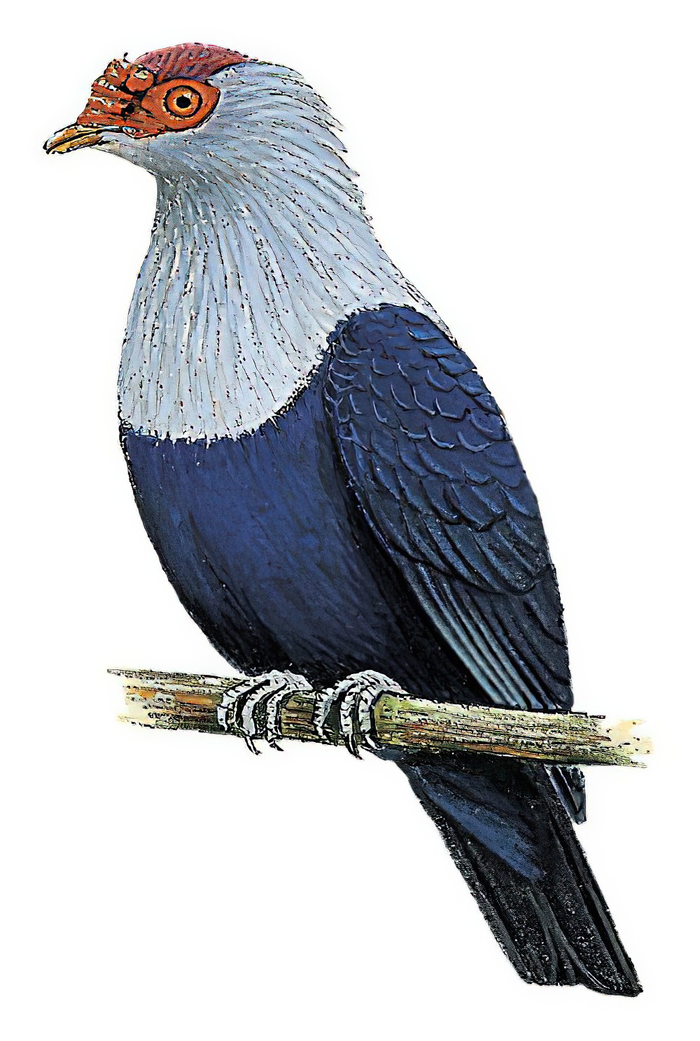 Seychelles Blue-Pigeon / Alectroenas pulcherrimus