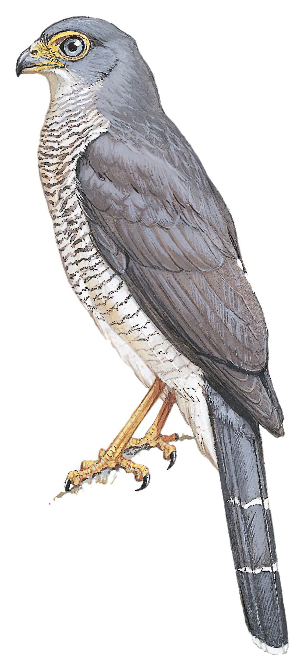 Lined Forest-Falcon / Micrastur gilvicollis