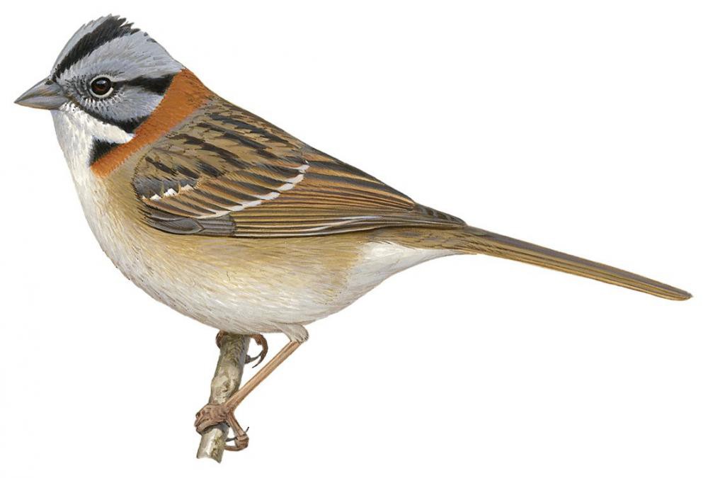 Rufous-collared Sparrow / Zonotrichia capensis