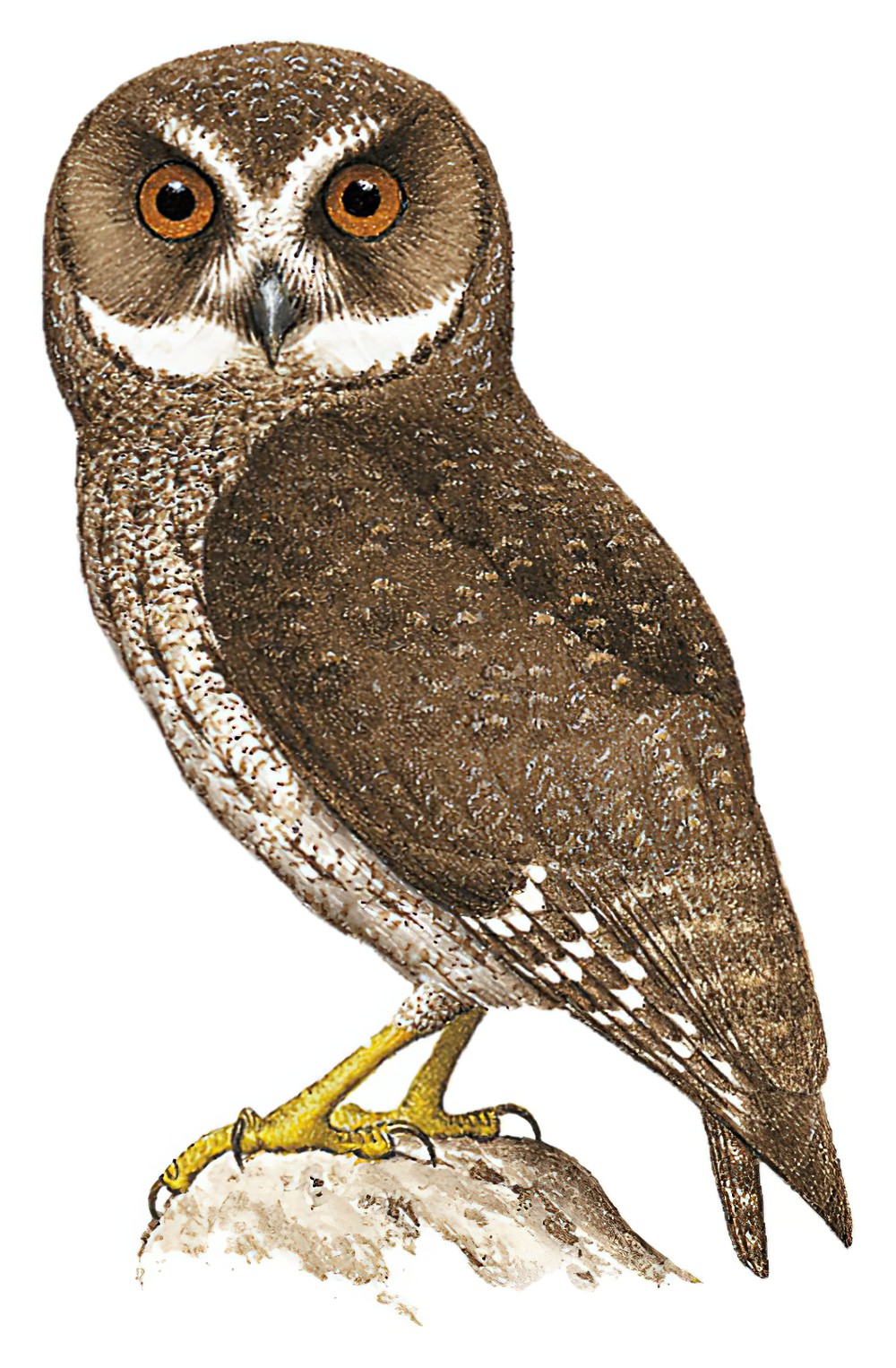 Puerto Rican Screech-Owl / Megascops nudipes