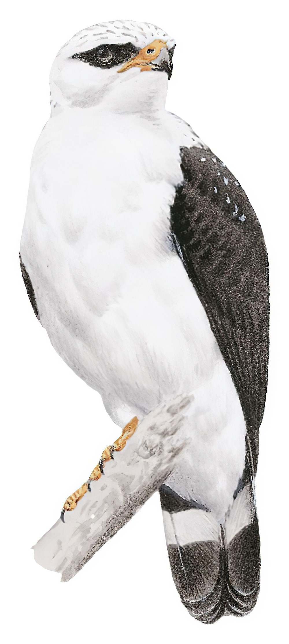 Black-faced Hawk / Leucopternis melanops