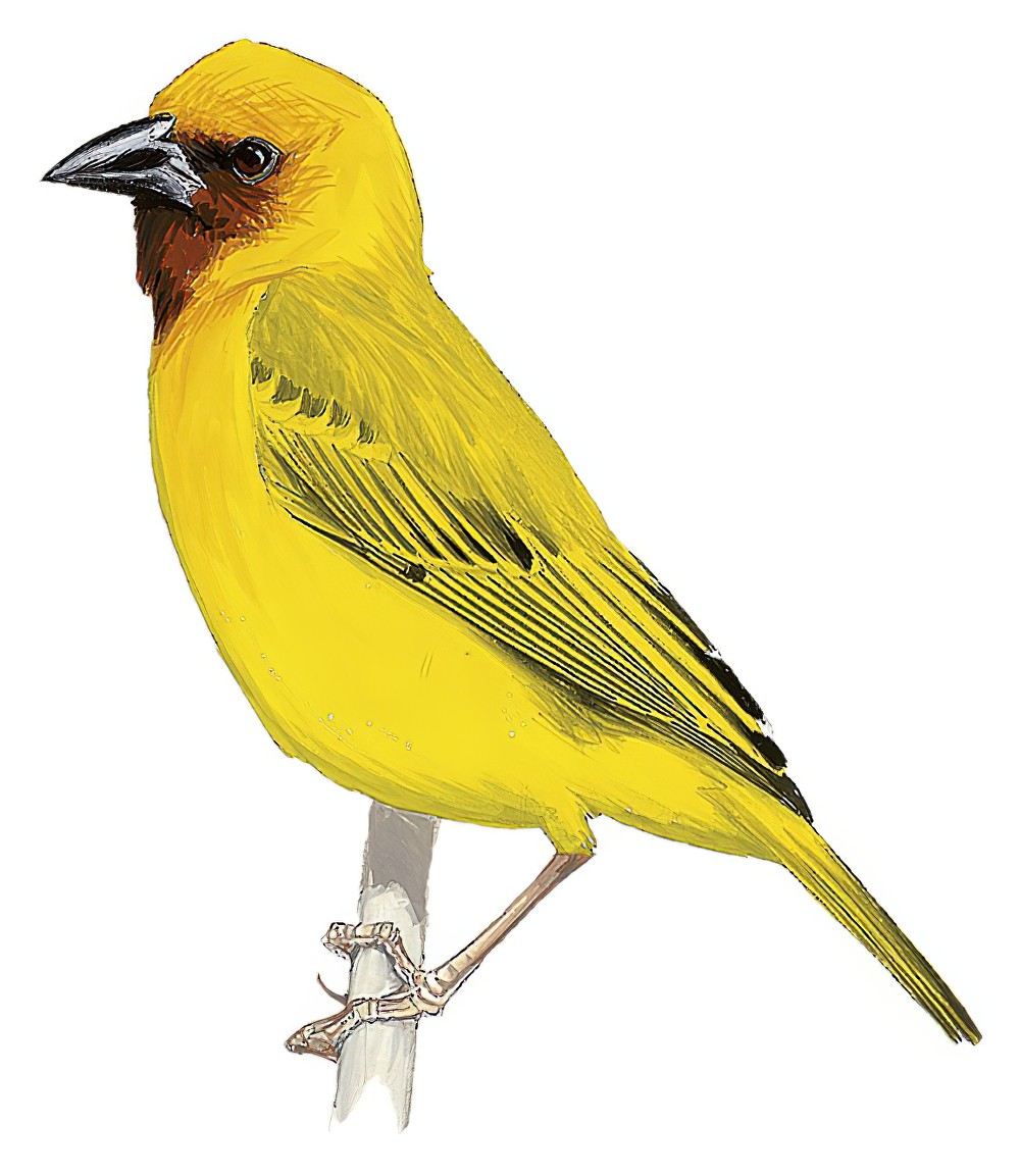 Southern Brown-throated Weaver / Ploceus xanthopterus