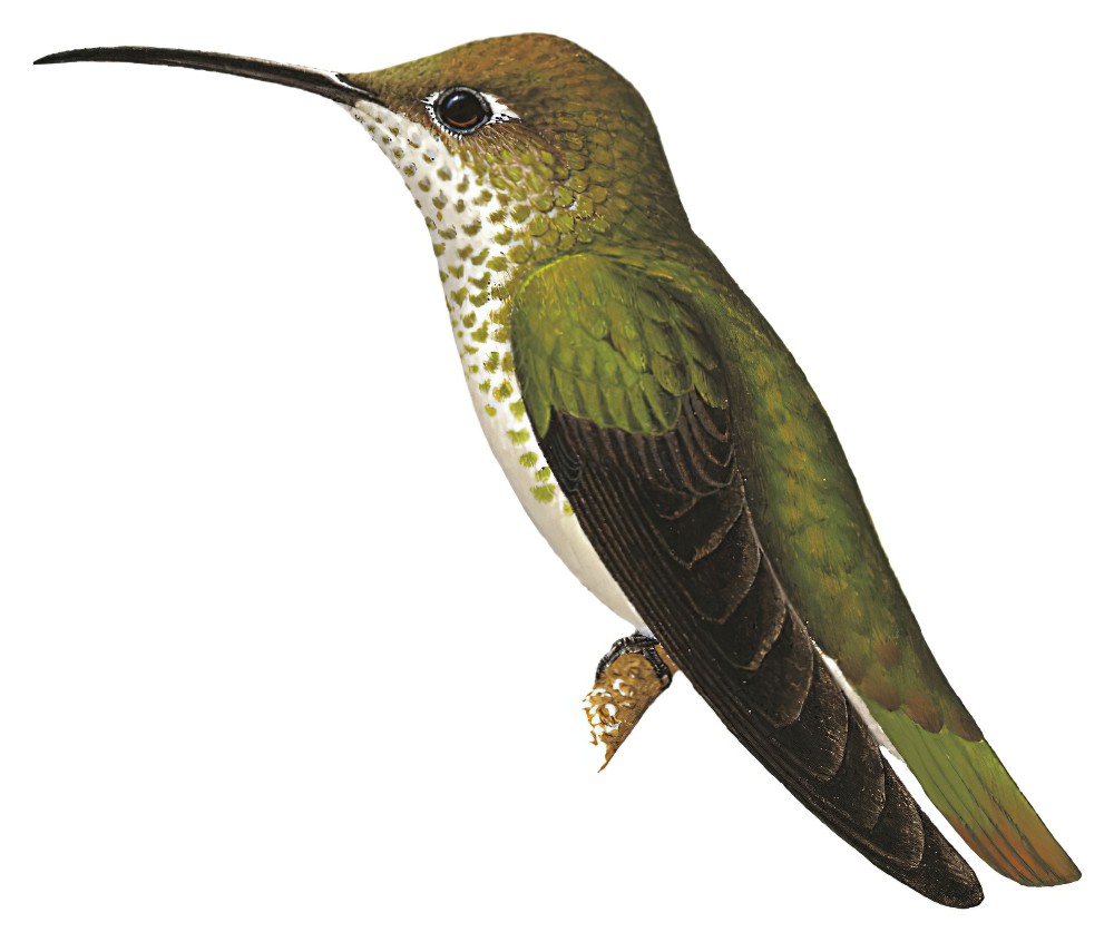 Spot-throated Hummingbird / Leucippus taczanowskii
