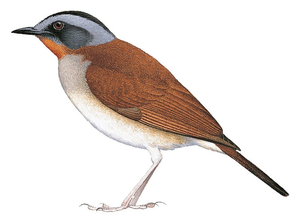 Red-throated Alethe / Chamaetylas poliophrys