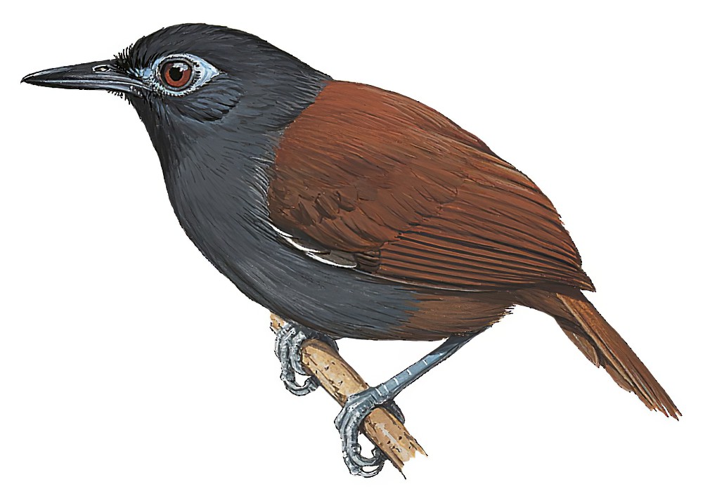 Chestnut-backed Antbird / Poliocrania exsul