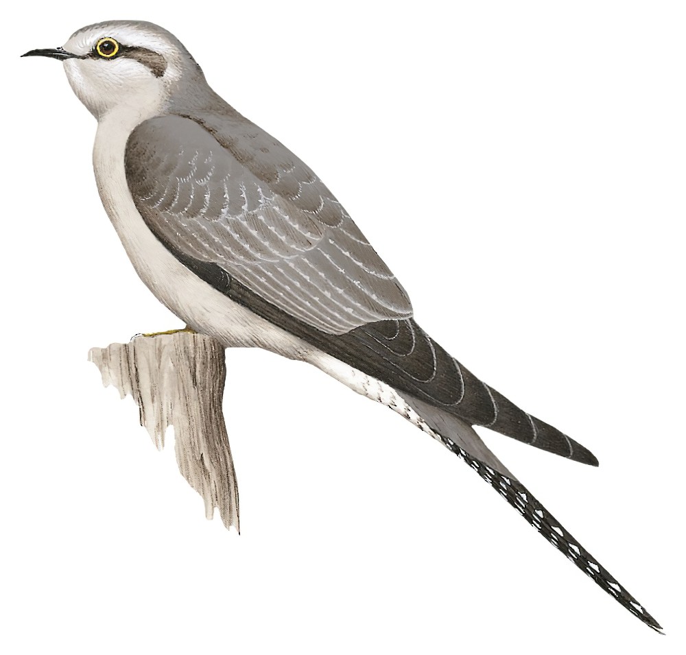 Pallid Cuckoo / Cacomantis pallidus