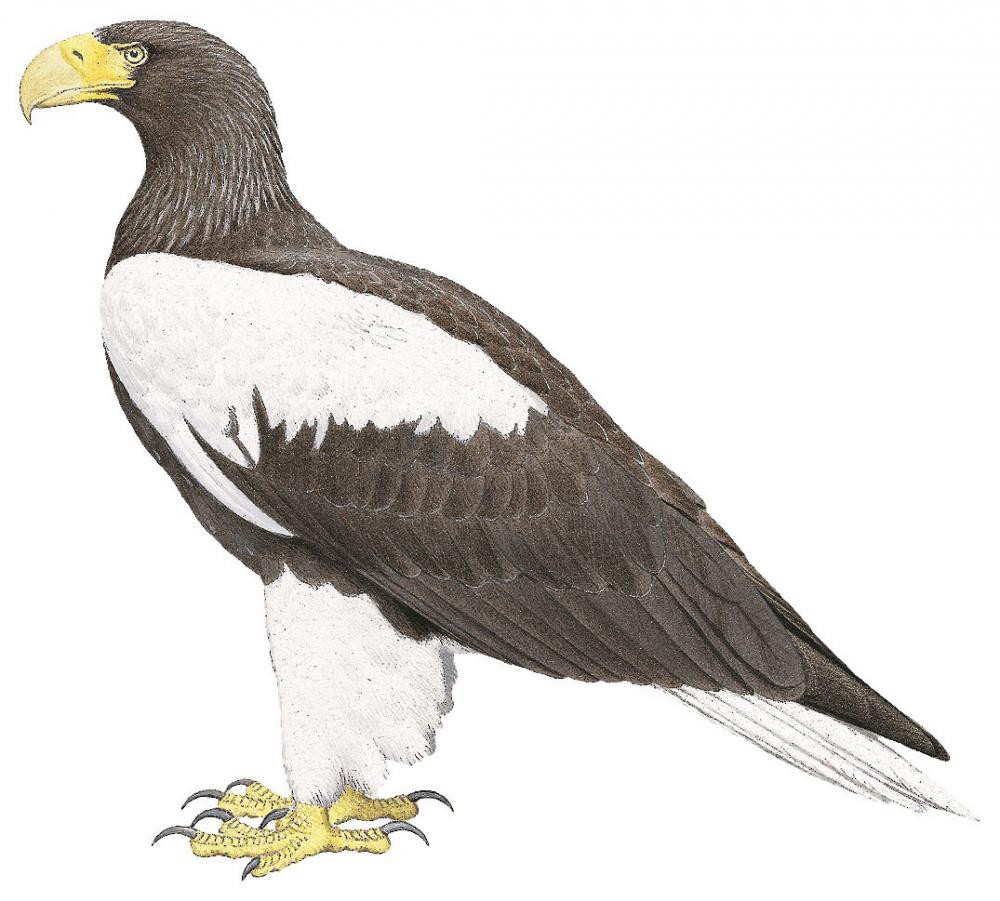 Steller\'s Sea-Eagle / Haliaeetus pelagicus