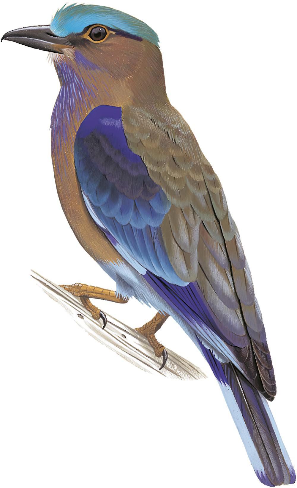 Indochinese Roller / Coracias affinis