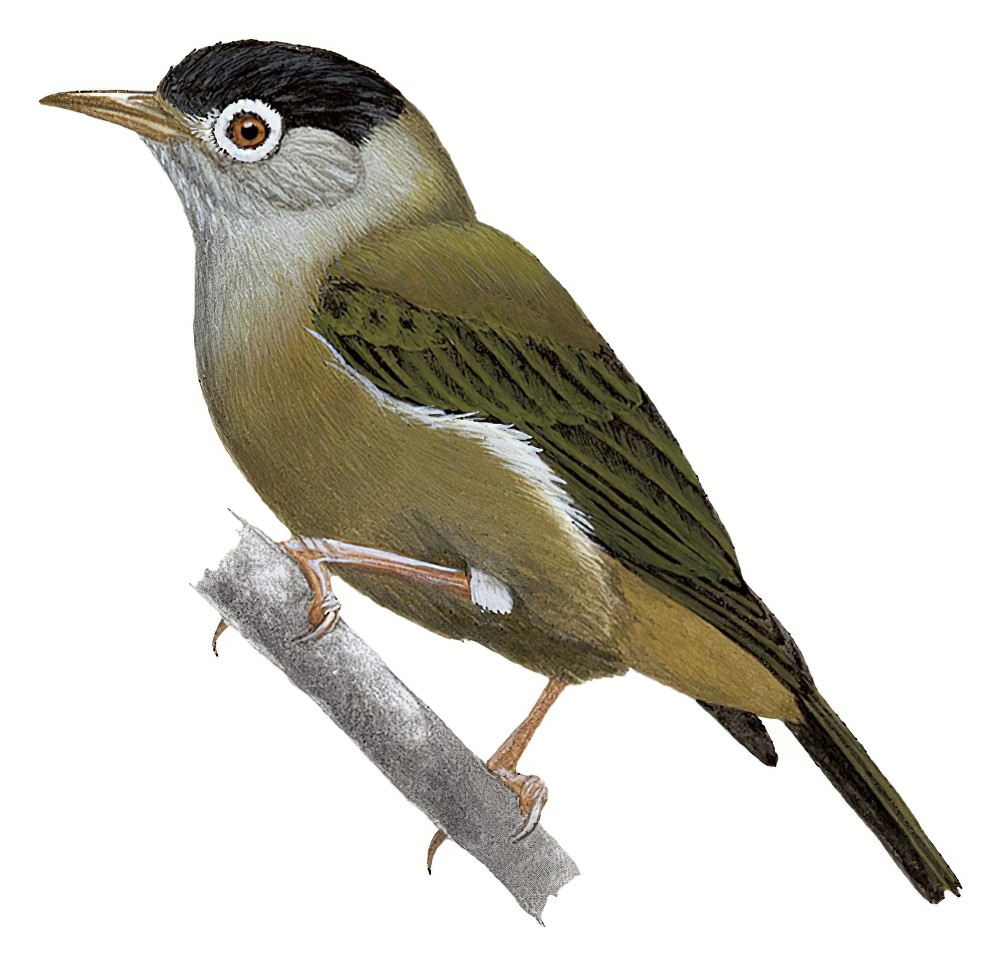 Black-capped Speirops / Zosterops lugubris