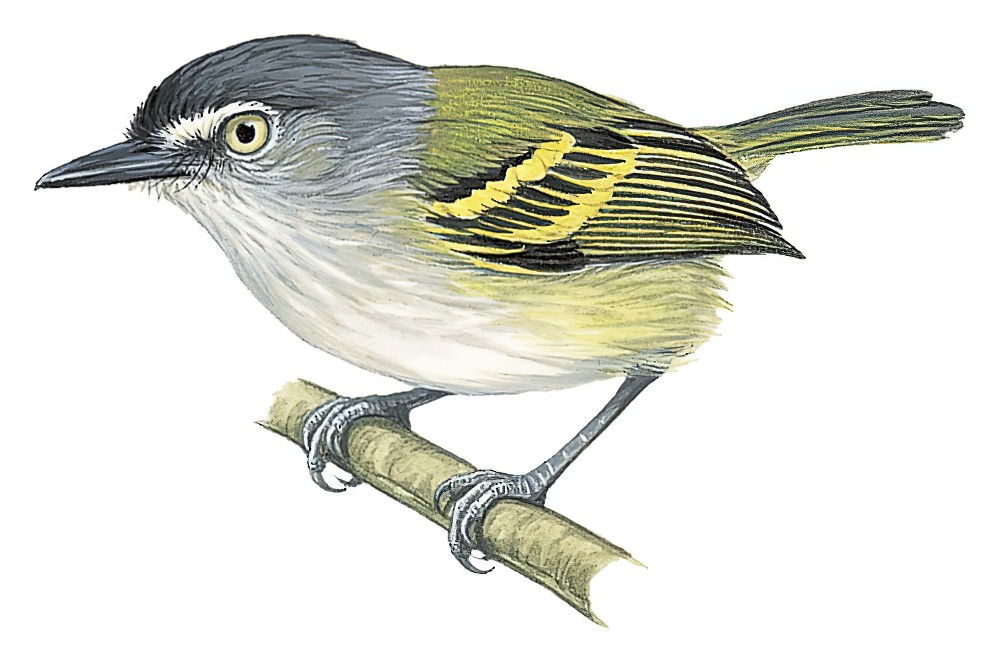 Slate-headed Tody-Flycatcher / Poecilotriccus sylvia