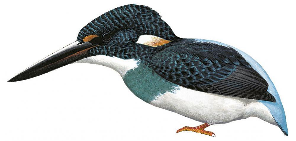 Blue-banded Kingfisher / Alcedo euryzona