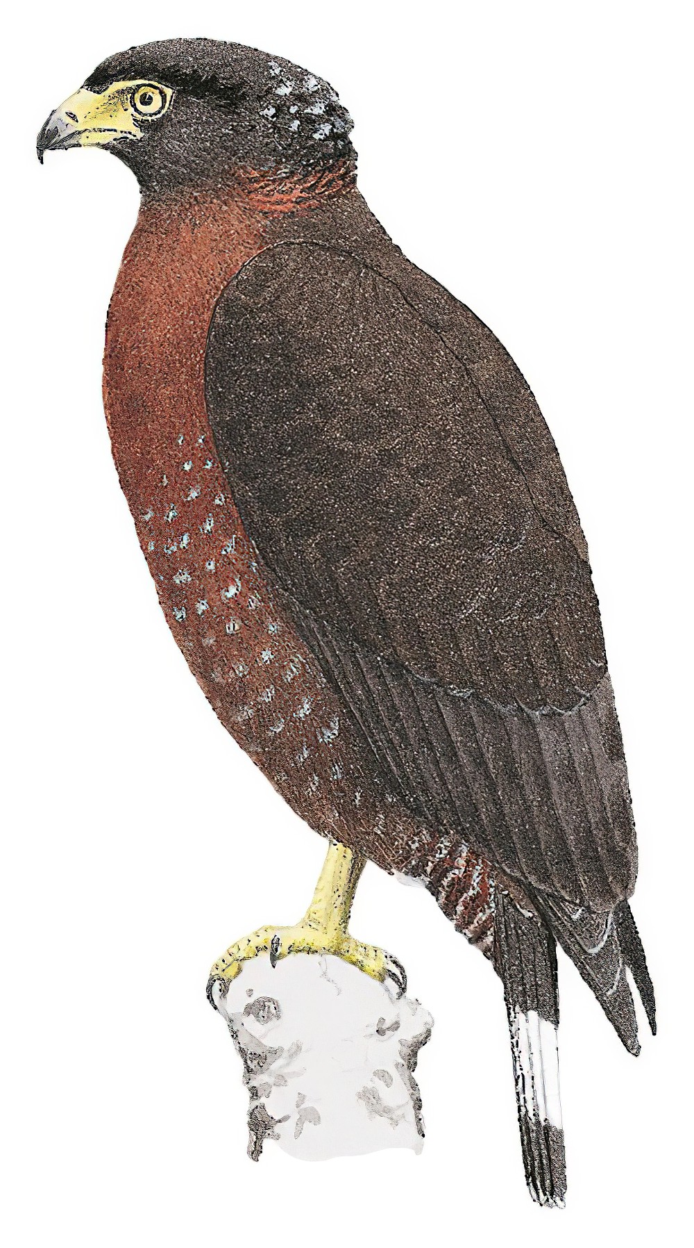 Mountain Serpent-Eagle / Spilornis kinabaluensis