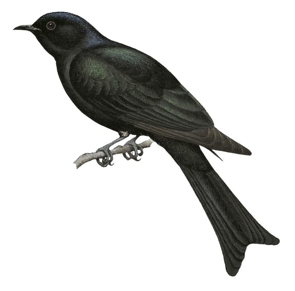 Fork-tailed Drongo-Cuckoo / Surniculus dicruroides