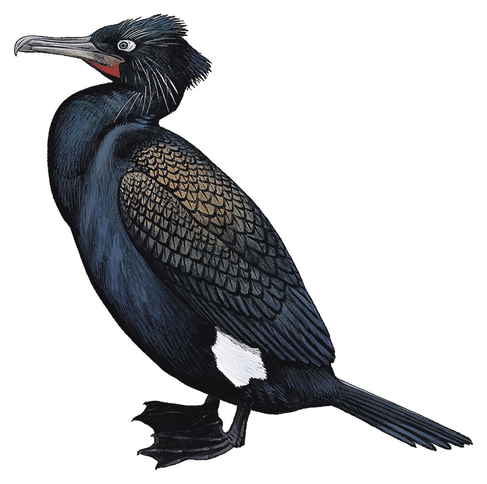 Pallas\'s Cormorant / Phalacrocorax perspicillatus