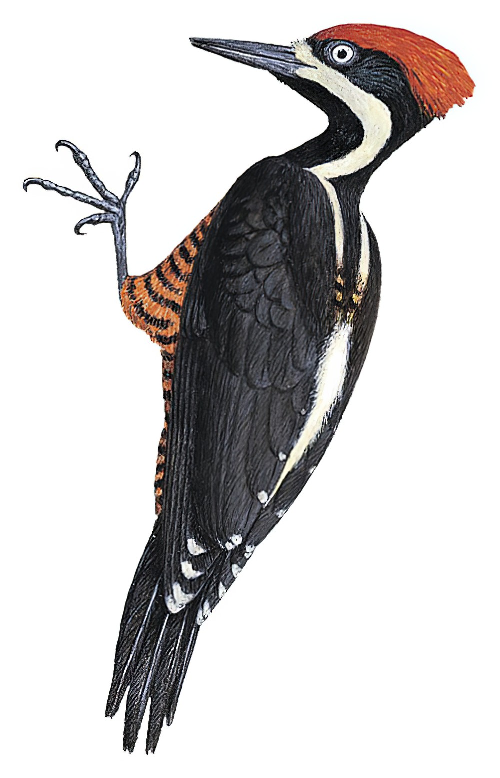 Powerful Woodpecker / Campephilus pollens