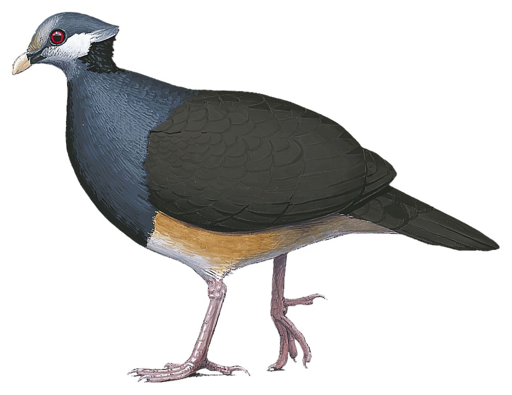 Thick-billed Ground-Pigeon / Trugon terrestris