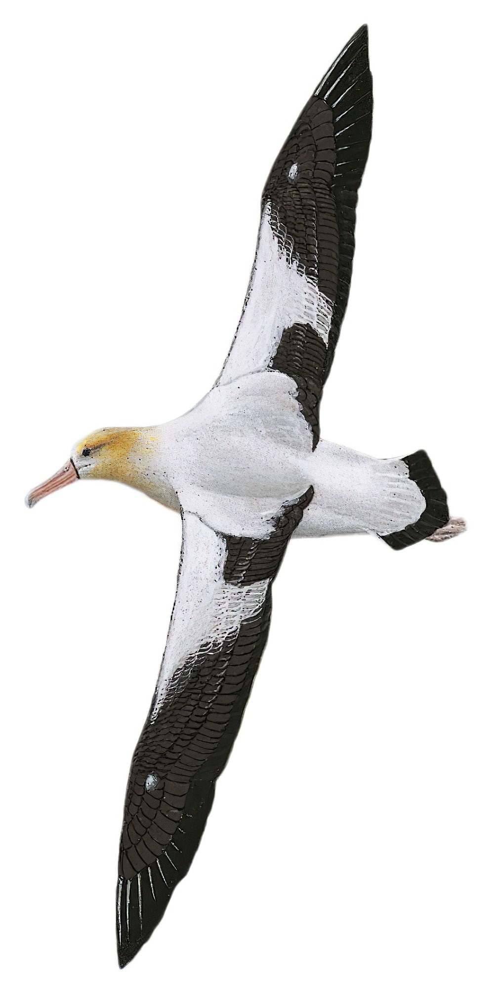 Short-tailed Albatross / Phoebastria albatrus