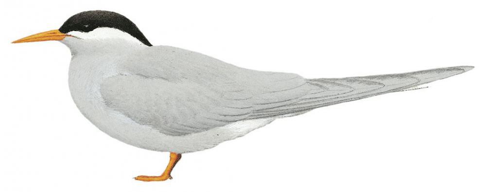 Black-fronted Tern / Chlidonias albostriatus