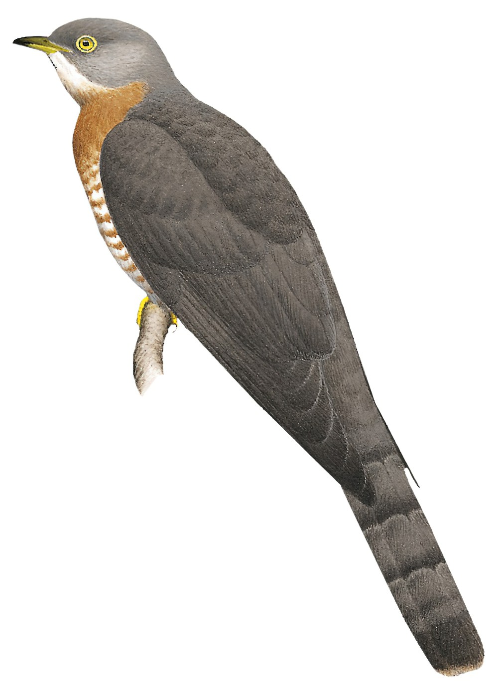 Common Hawk-Cuckoo / Hierococcyx varius