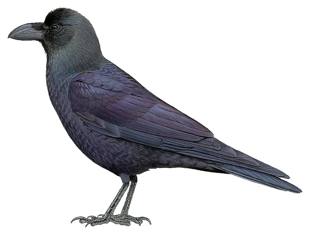 Large-billed Crow / Corvus macrorhynchos
