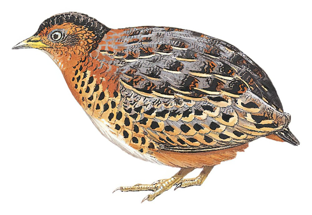 Red-backed Buttonquail / Turnix maculosus