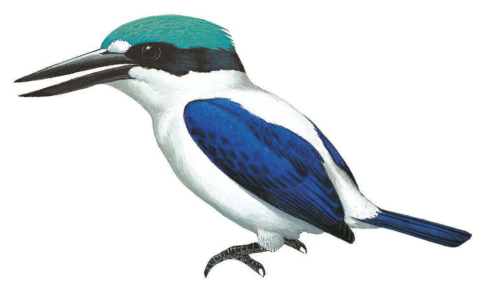 New Britain Kingfisher / Todiramphus albonotatus