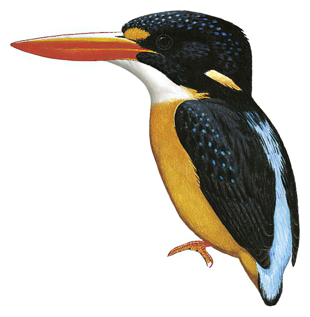 Buru Dwarf-Kingfisher / Ceyx cajeli