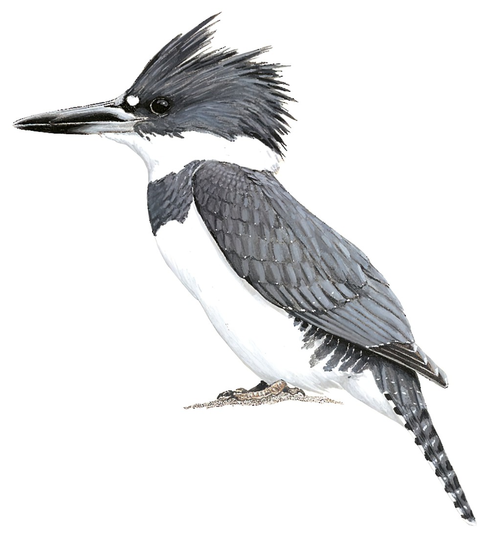 Belted Kingfisher / Megaceryle alcyon