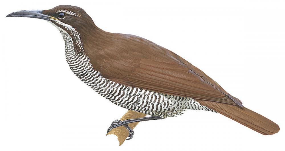 Growling Riflebird / Ptiloris intercedens