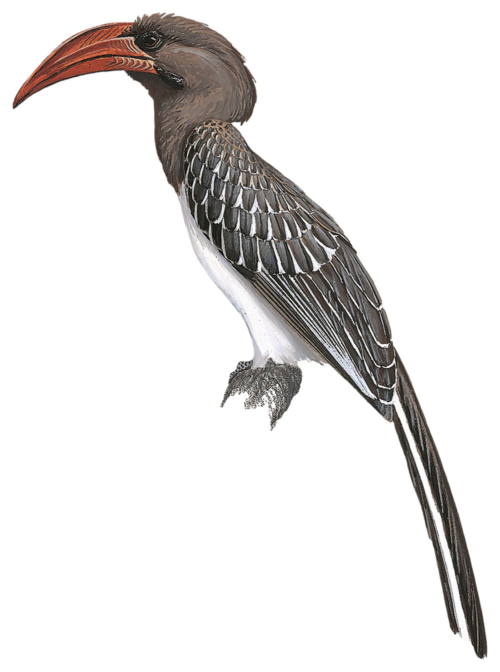 Hemprich\'s Hornbill / Lophoceros hemprichii