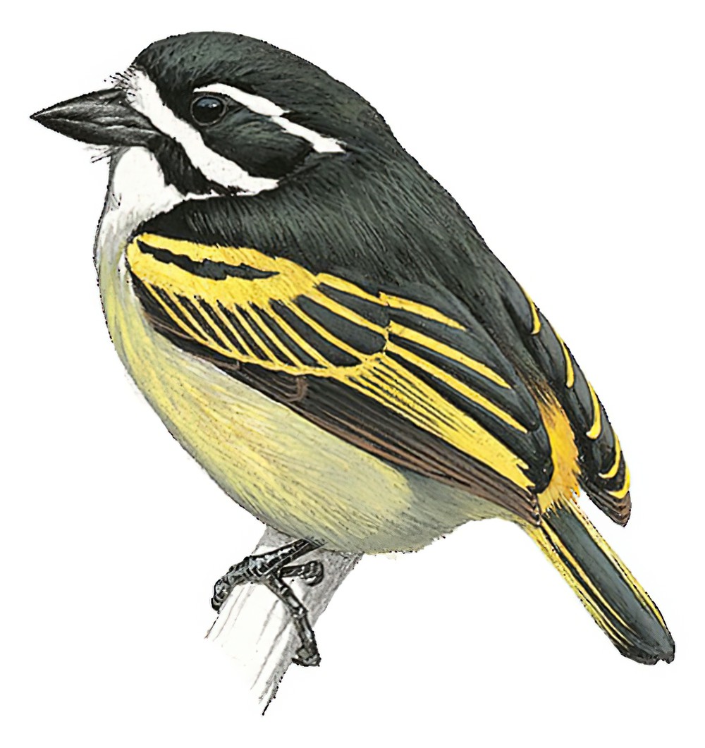 Yellow-rumped Tinkerbird / Pogoniulus bilineatus