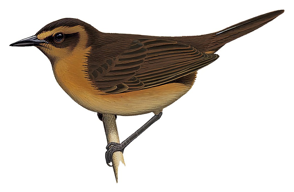 Bismarck Thicketbird / Cincloramphus grosvenori