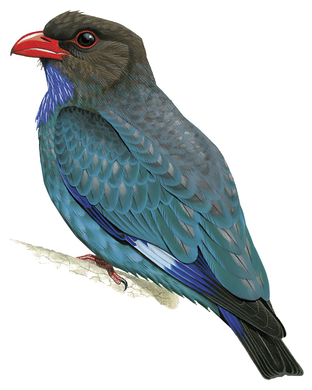 Dollarbird / Eurystomus orientalis